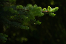 Pine Branches and Sunrays in morning forest