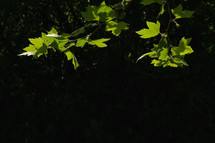 Norway maple leaves and sunrays in morning forest