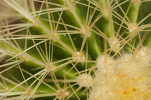 Cactus spines 