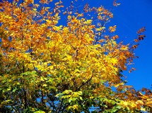 A beautiful tree with green, yellow and orange leaves turning colors gradually against a blue clear sky on a sunny fall day in North Carolina in the fall. 