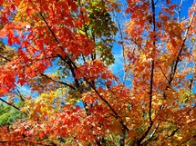 A tree with orange, yellow and green leaves changing colors for the fall and autumn season in North Carolina. 