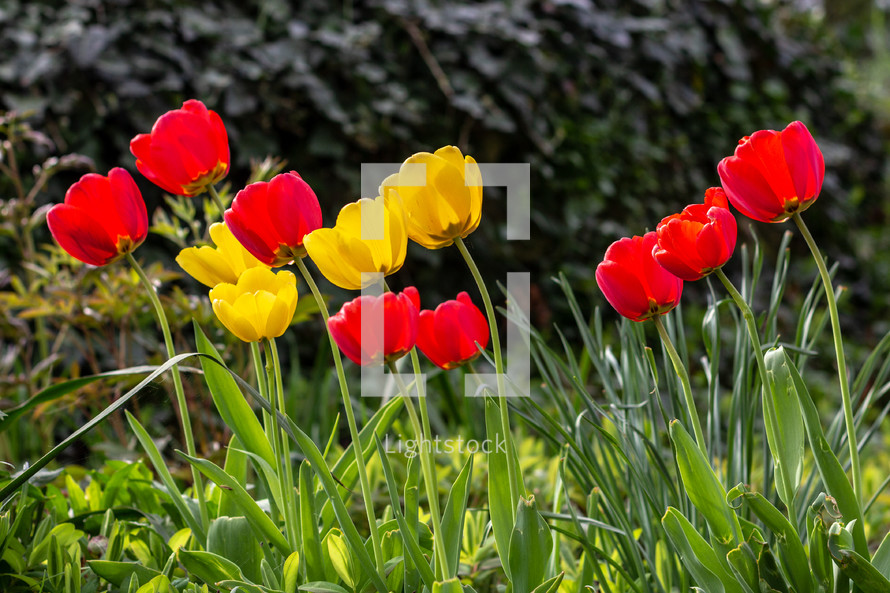 Yellow and red tulips bending toward the sun
