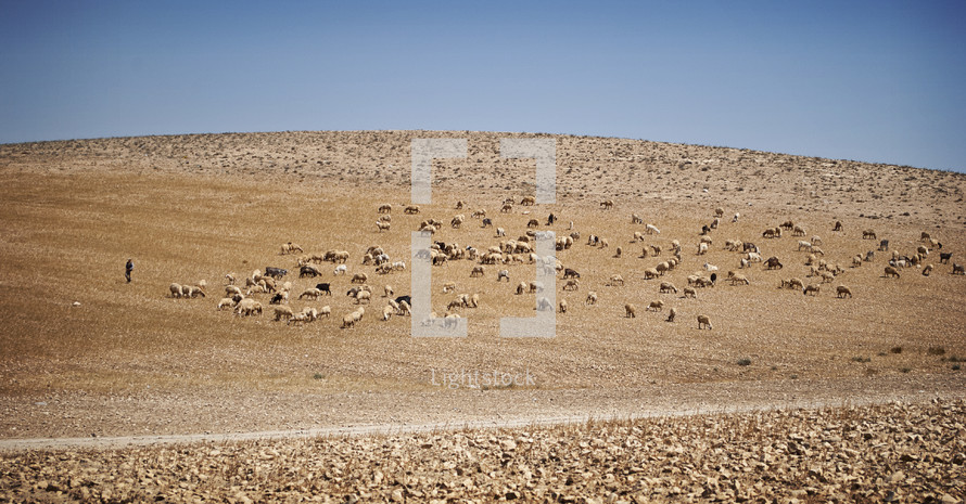 shepherd and his flock in Israel 
