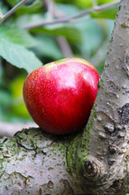 red apple on a tree branch 