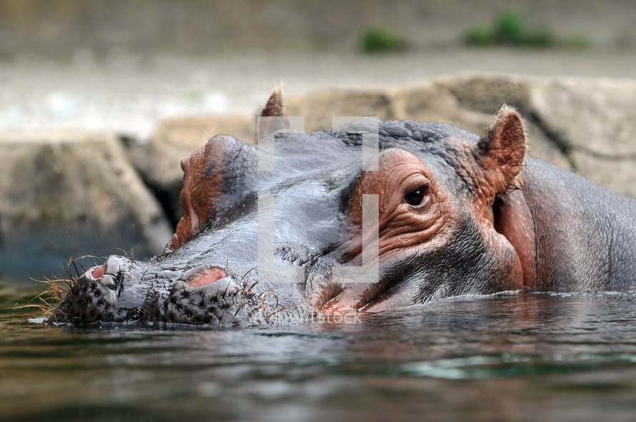 Head shot of a hippopotamus in the water