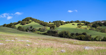 Trees on green rolling hills.