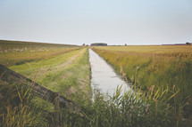 stream between two pastures and sheep 