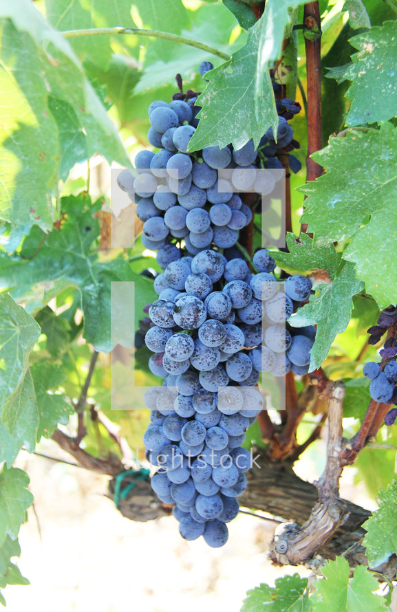 Grape vine and ripe cluster of grapes close up