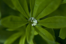 pooled rain water in a leaf