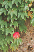 single red leaf amongst green leaves