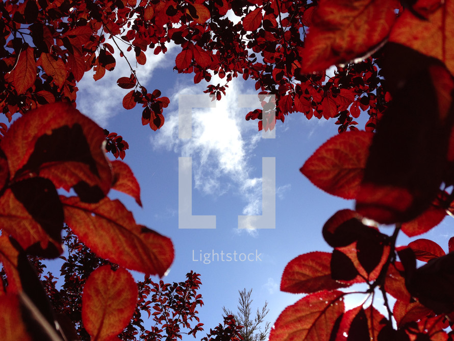 red leaves and blue sky