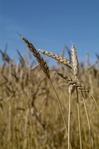 Stalks of wheat grains in a field ready for harvest