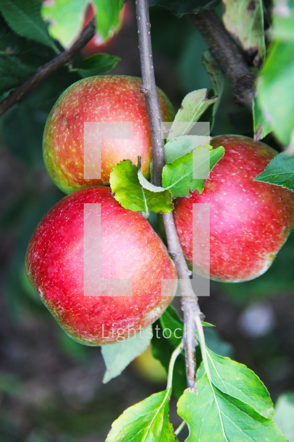 red apples on a tree 