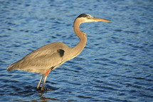 a crane standing in blue water