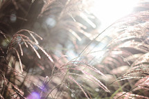 glowing sunlight on tall grasses