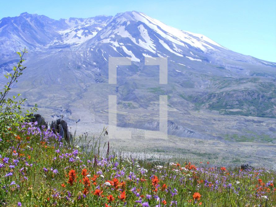 Signs of new life and wildflowers in front Mt. St Helens Volcano
