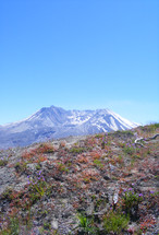 wildflowers and ground cover vegetation in front of Mt. St Helens Volcano
