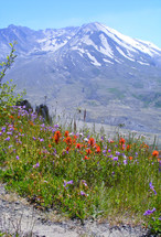 wildflowers in front of Mt. St Helens Volcano