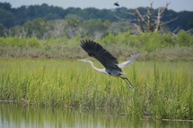 blue heron in flight 