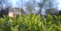 green leaves on a bush in front of distant blurry house