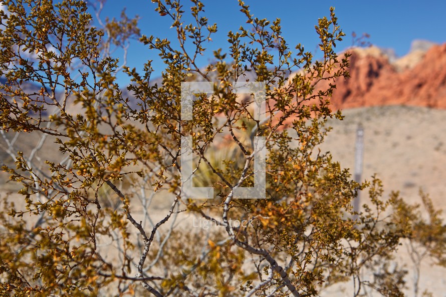 desert vegetation in Nevada