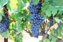 Grapes on a vine ripe and ready for harvest