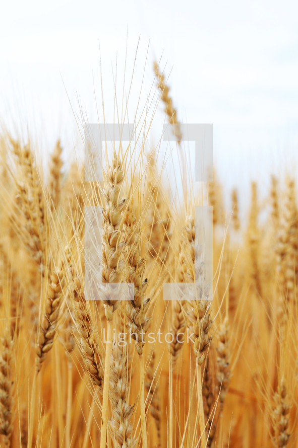 Field of wheat.