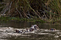 Hippopotamus in a river. 