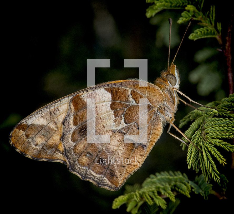 moth 