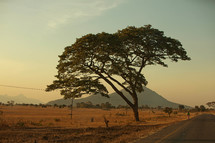 An isolated tree in Malawi Africa 