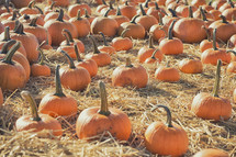 pumpkins in straw in a pumpkin patch 