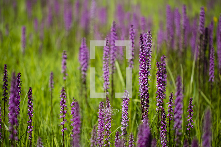 field of purple wildflowers at West Fork 