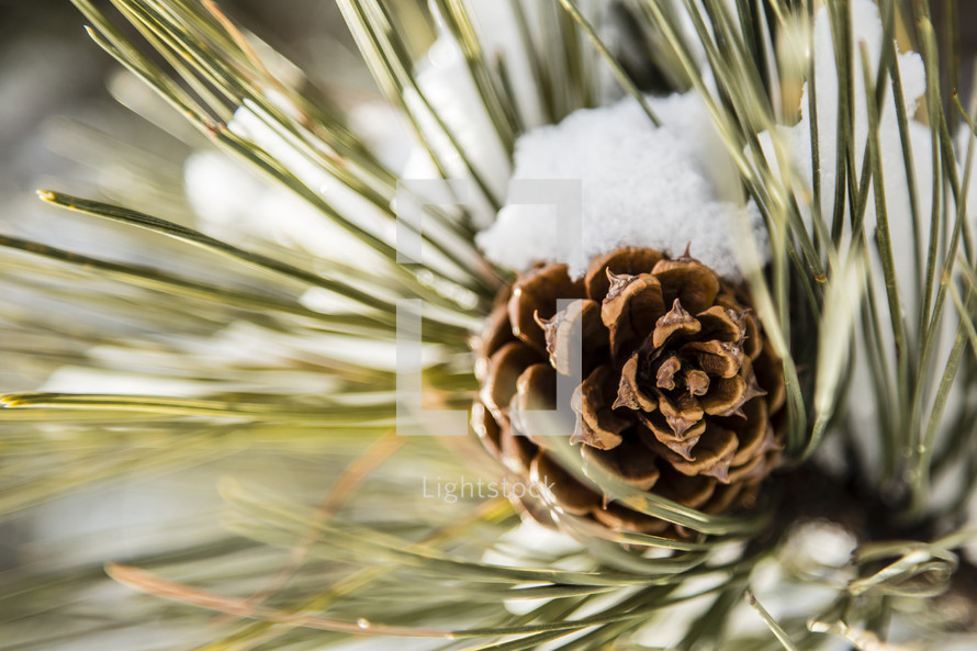 snow on a pine cone 