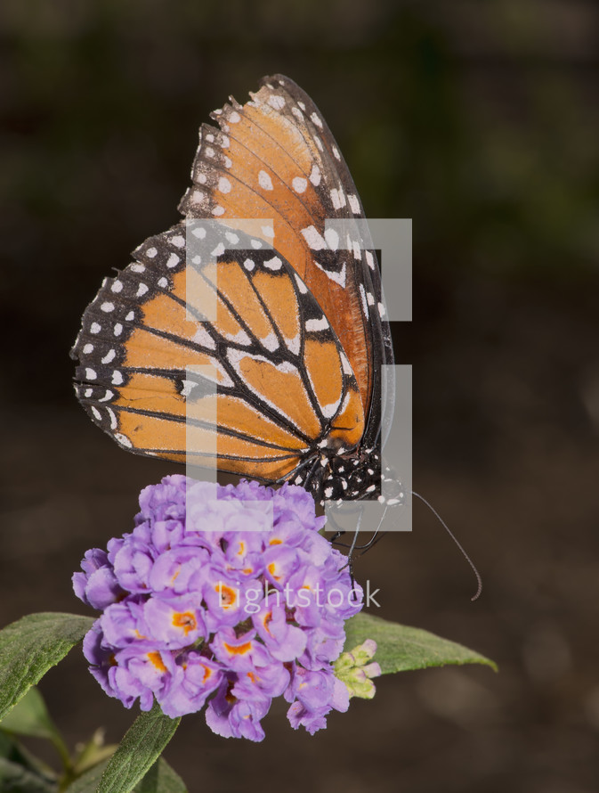 butterfly on a butterfly bush 