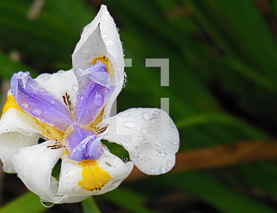 An iris wet from raindrops. 