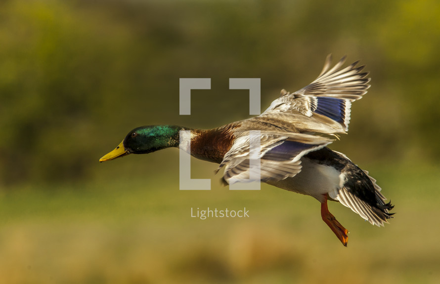 duck landing 