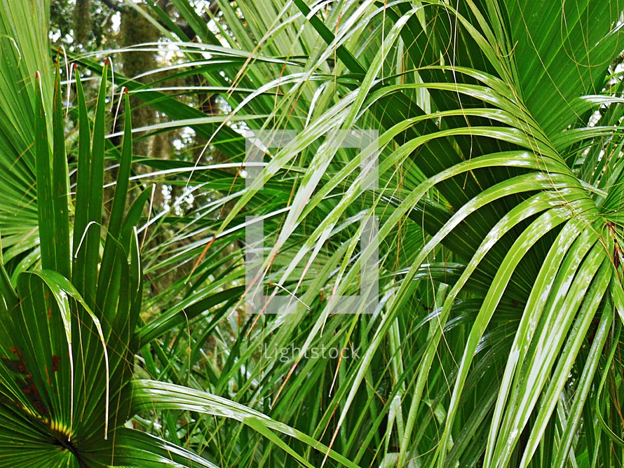 Wet palm fronds. 