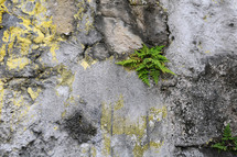 moss and fern covered rock wall