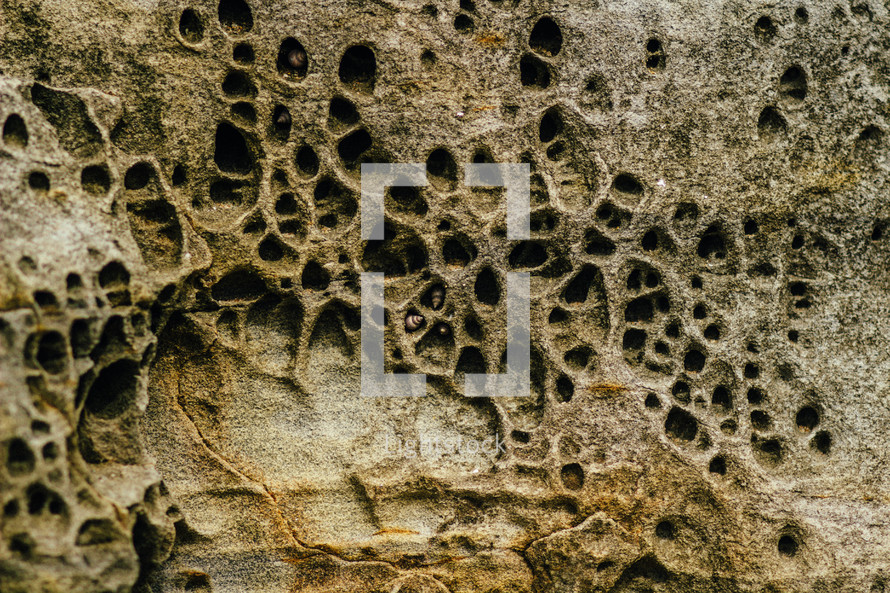 Rock with holes caused by erosion.