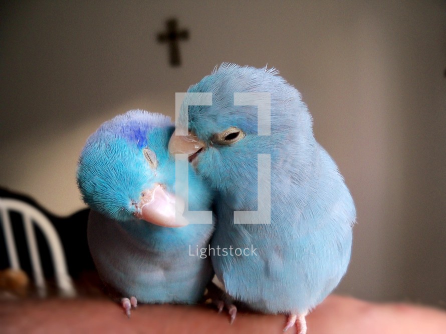 Two Pacific parrotlet love birds grooming each other and enjoying the first signs of Spring, warm air and the celebration of Easter with the cross of Jesus in the background. With Christ being the center of any relationship, love can flourish and grow as it is designed to do. 