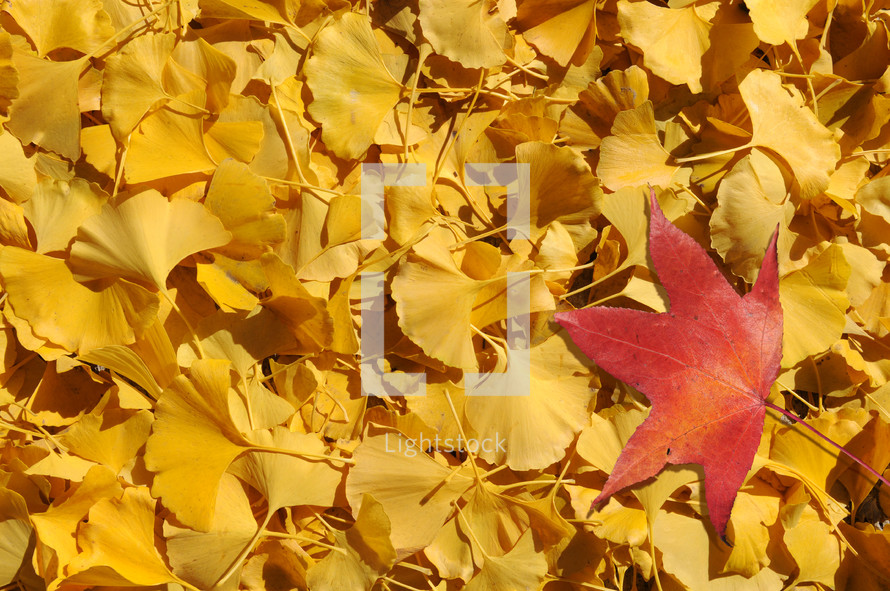 red maple leaf on a pile of ginkgo leaves 
