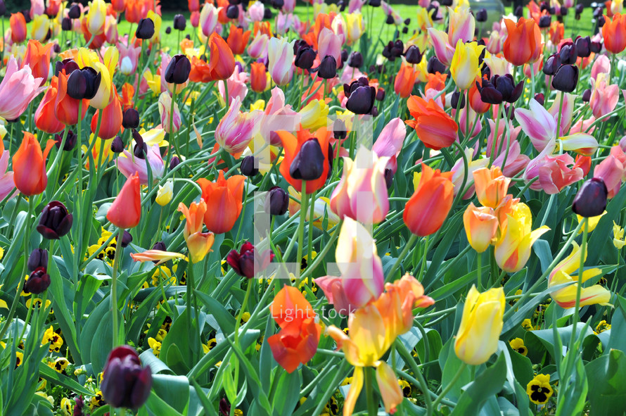 Field of blooming tulips.