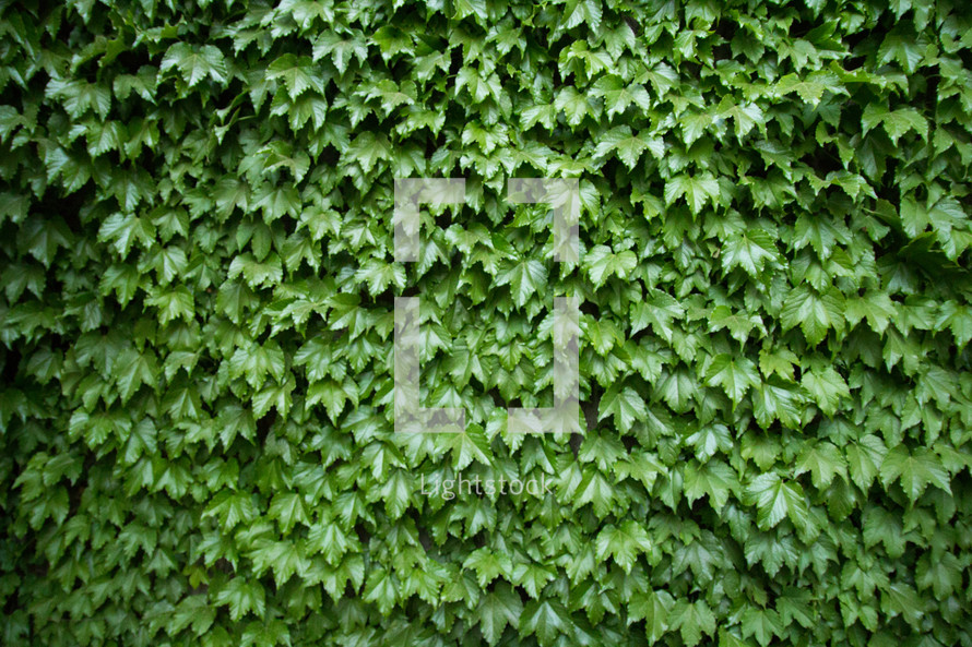 ivy covered wall 