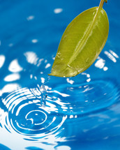 green leaf and water droplet splash 