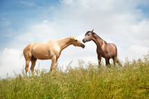horses in a field 