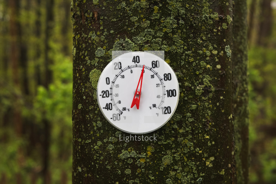 thermometer on a tree 