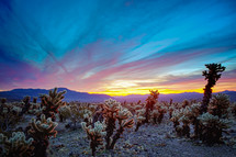 desert cactus at sunset 