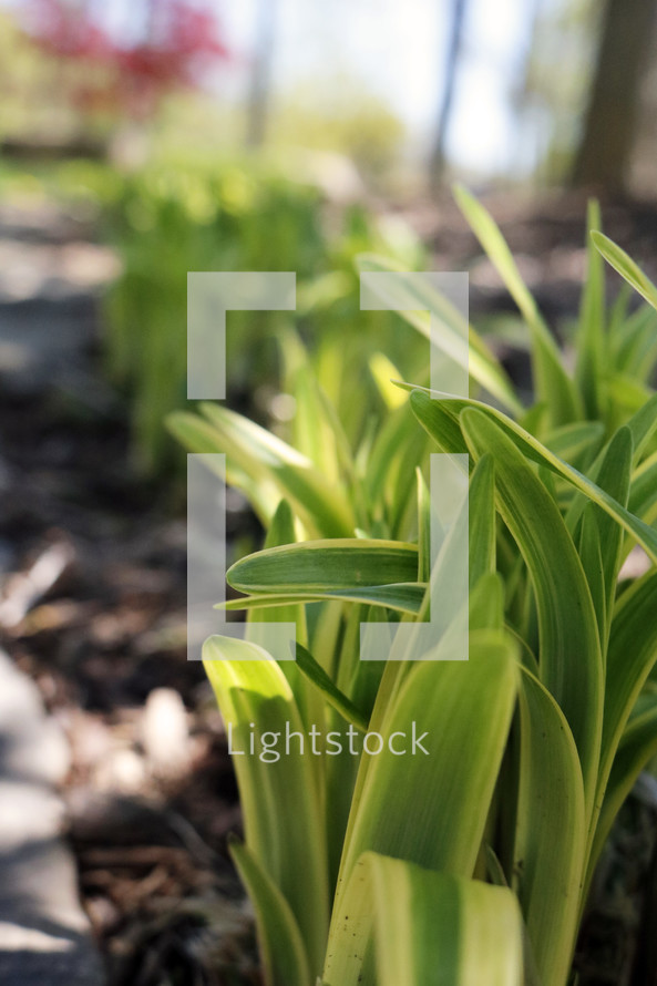 green leaves in a flower bed 