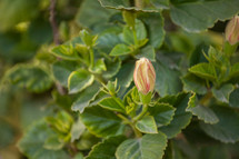 flower bud on a bush 