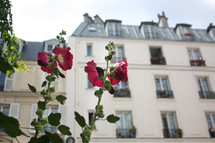 Paris flowers 